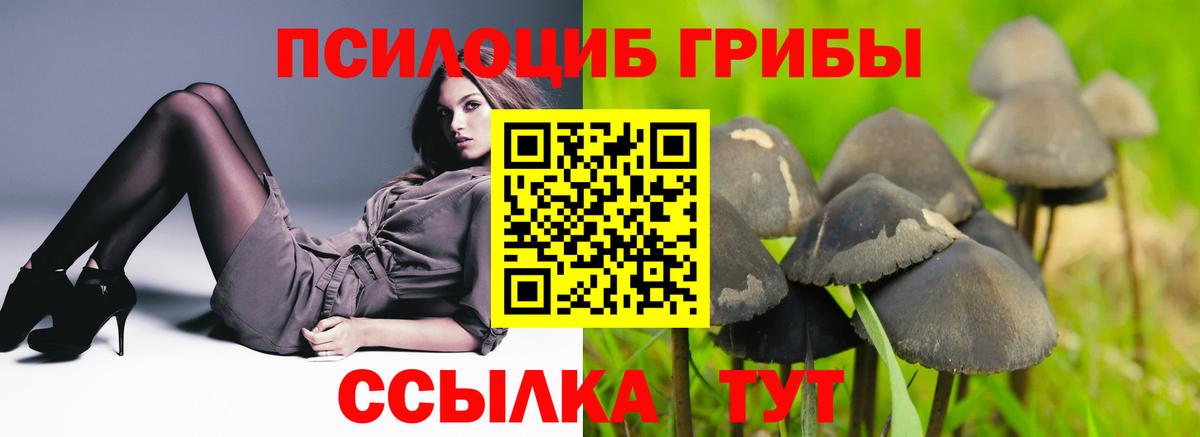 Галлюциногенные грибы Magic Shrooms  цена   Гатчина  Псилоцибиновые грибы Psilocybe  Вход с VPN 